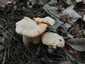 Halvány rókagomba (Cantharellus pallens), Őrség